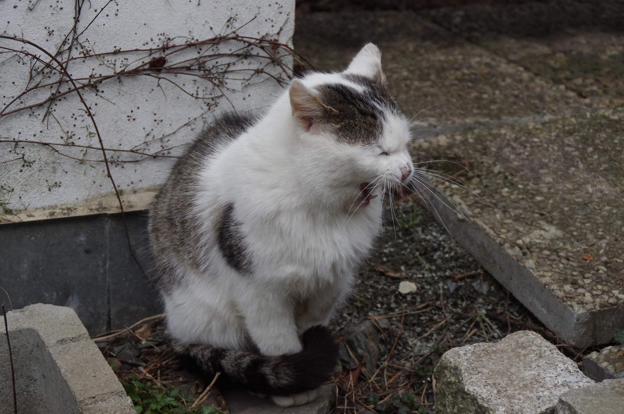 Zaproszenie: 2 maja wystawa porzuconych kotów