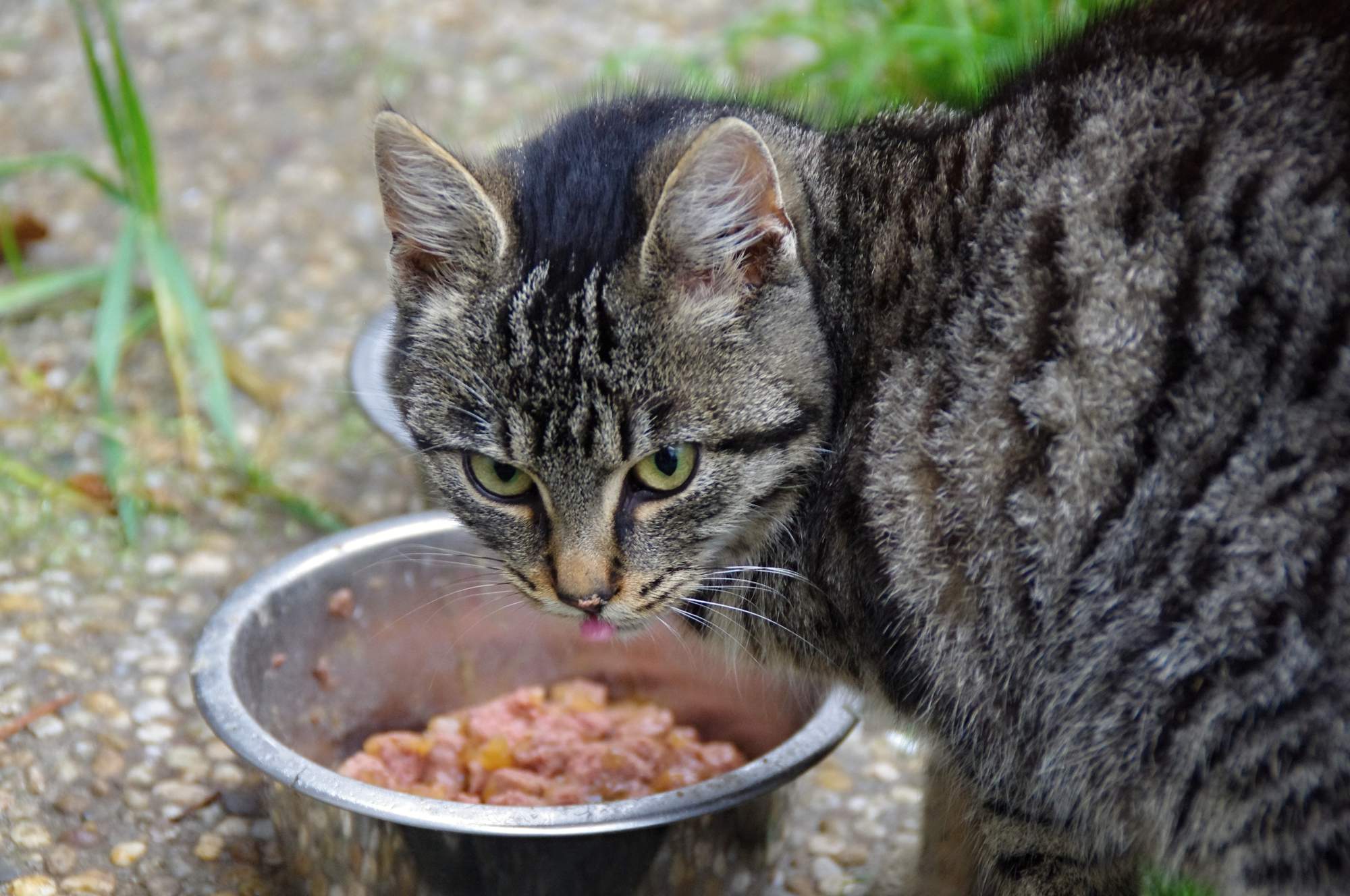 Temperatura zasilania