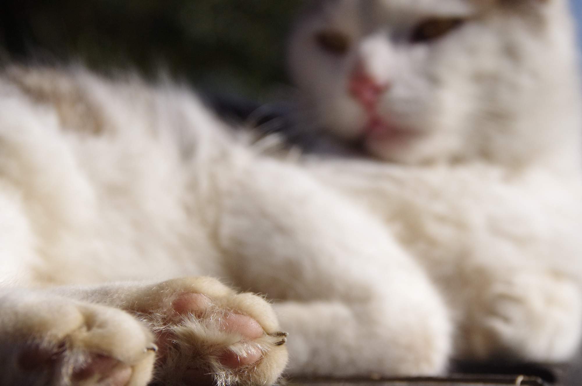 Jak najlepiej rozmrozić mięso?