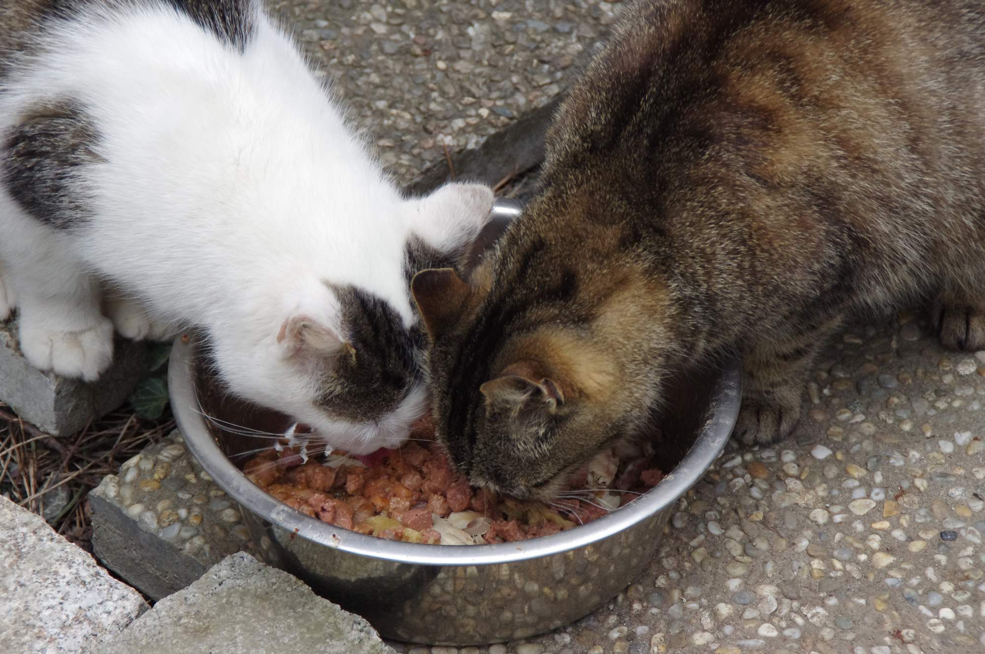 11 prostych porad na temat karmienia twojego kota
