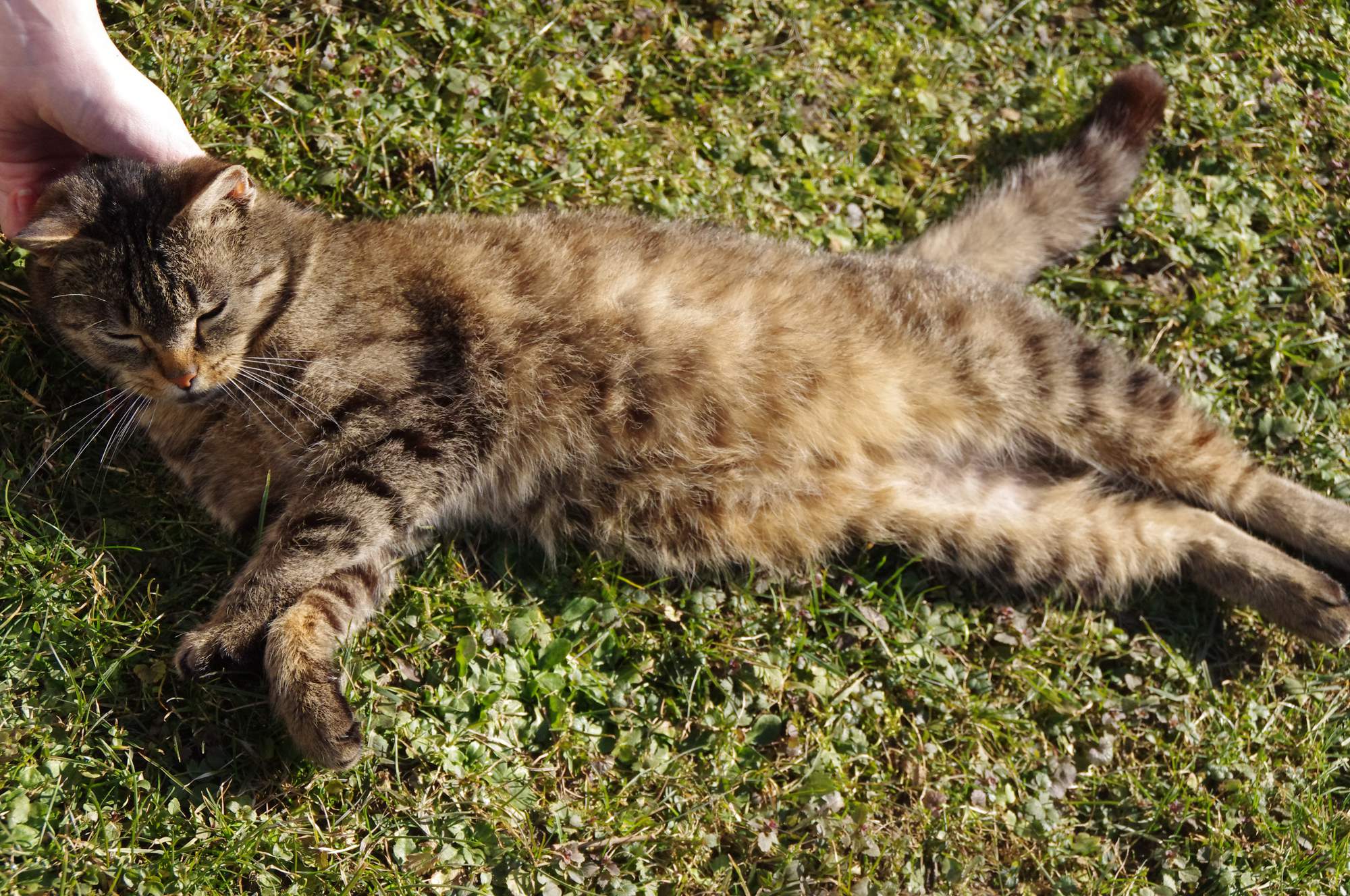 Pierwsza bekowisko kotów