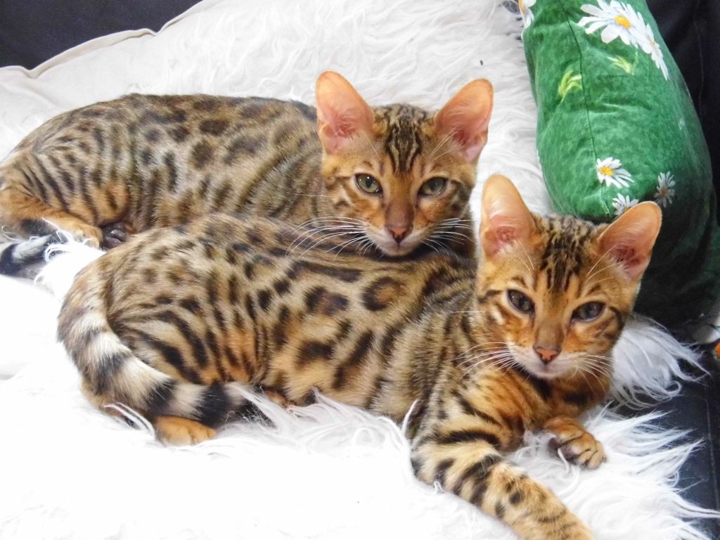 10 rzeczy, które powinieneś wiedzieć o bengalskim