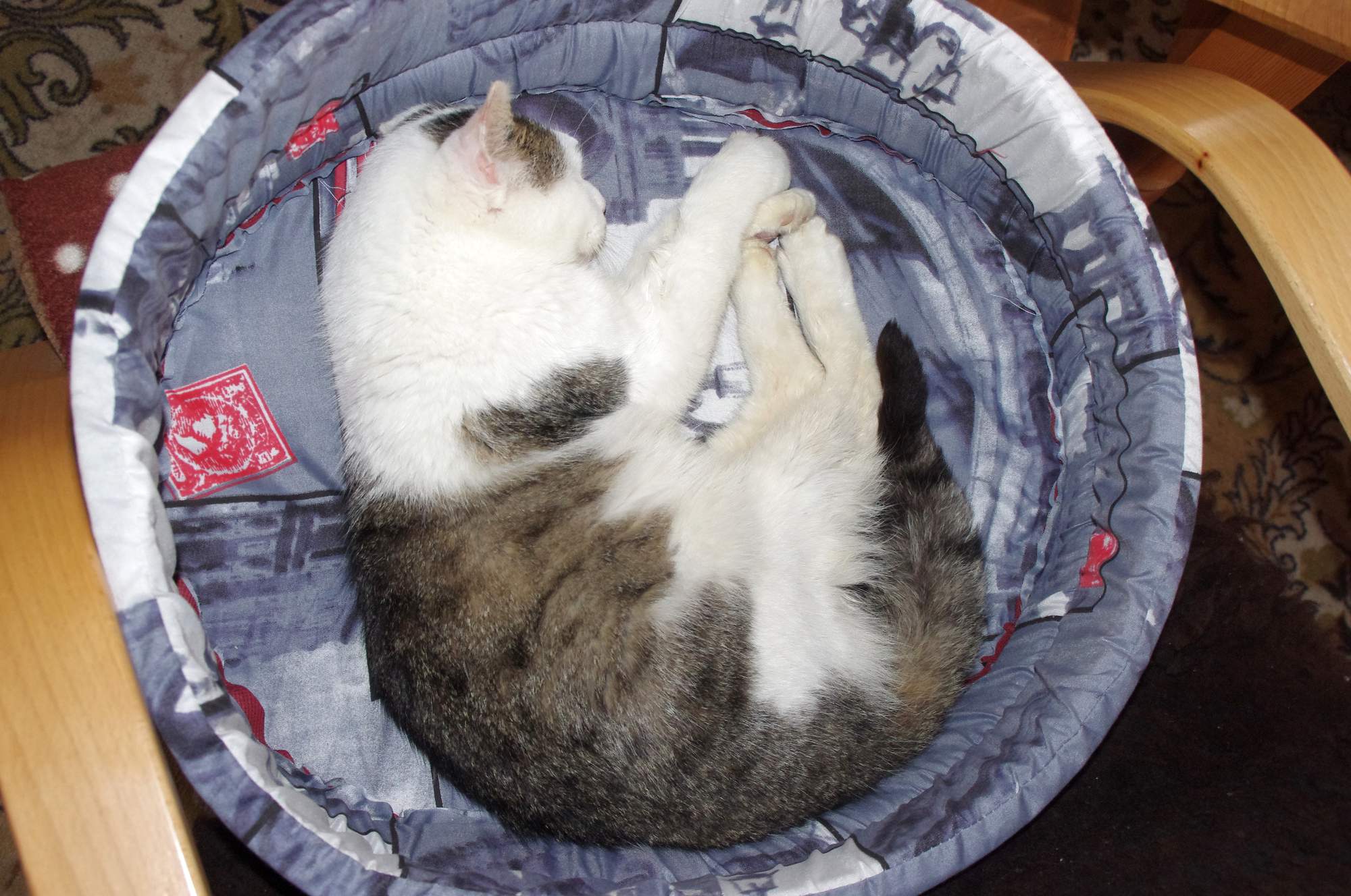 O podróżowaniu ze zwierzętami