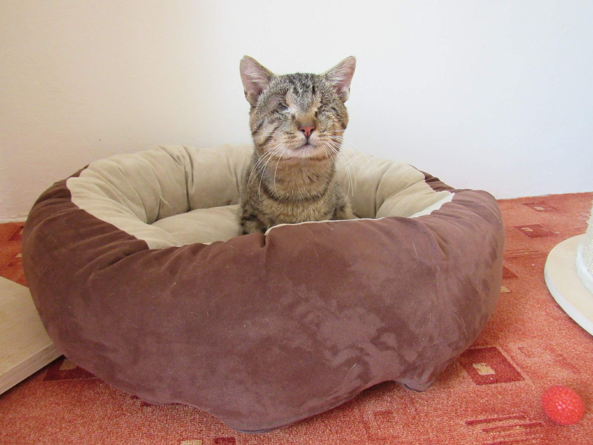 Przyjęcie ślepego kota