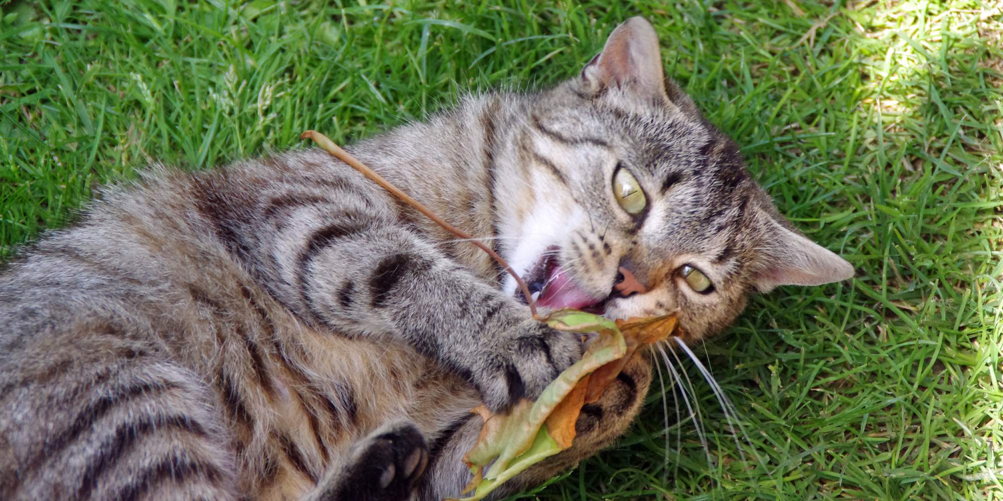 Upał nie tylko nam przeszkadza, ale także psom i kotom