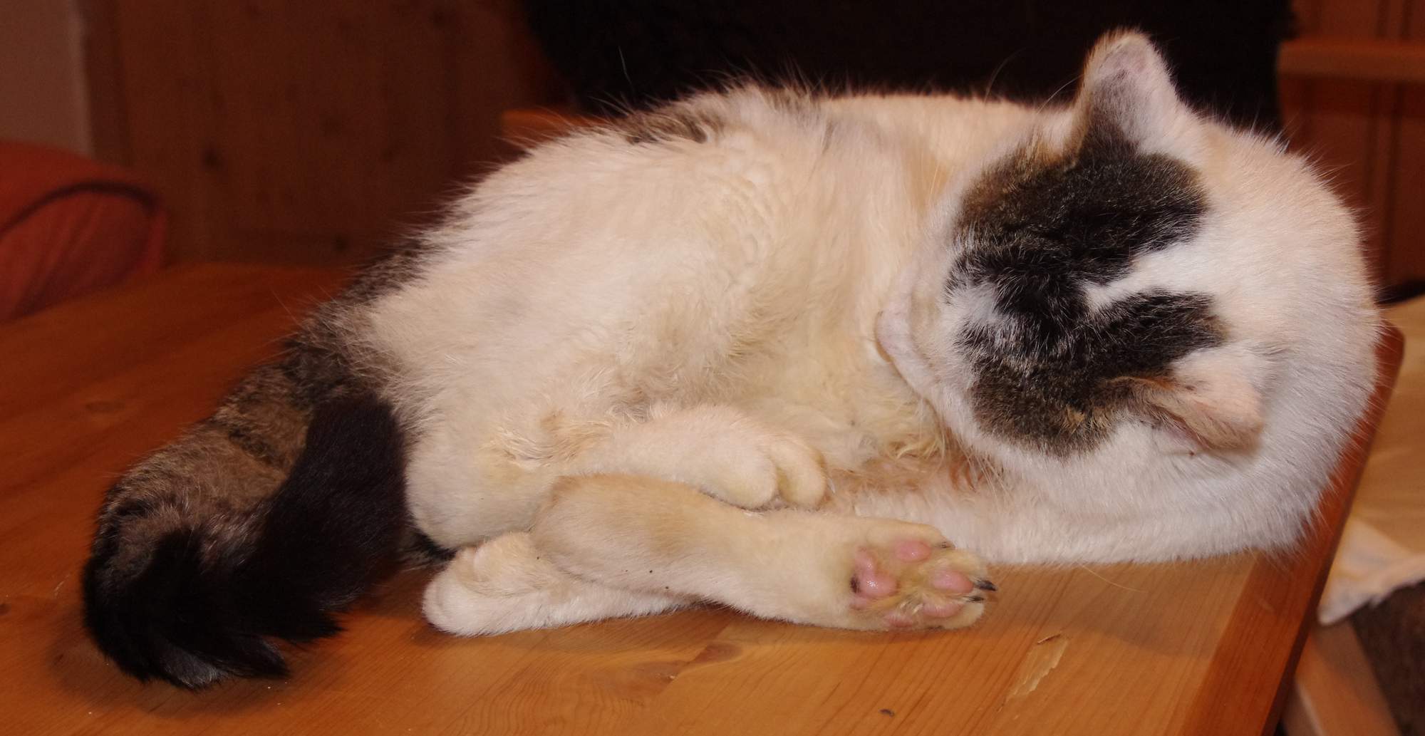 Nawet kot domowy może mieć alergię na pchły