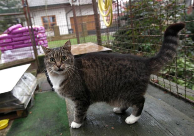 Pół roku pełne misek 5000 psów i 3500 porzuconych kotów