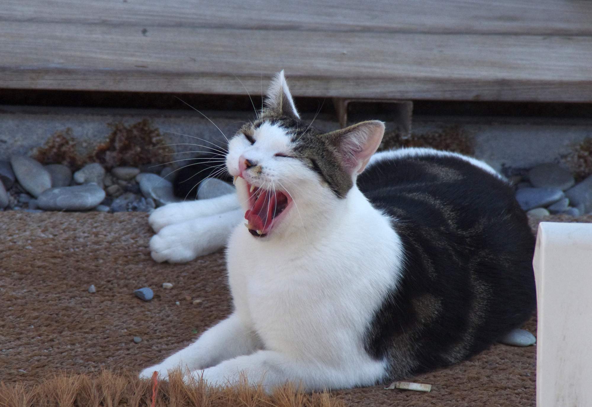 7 mitów o sterylizacji psów i kotów