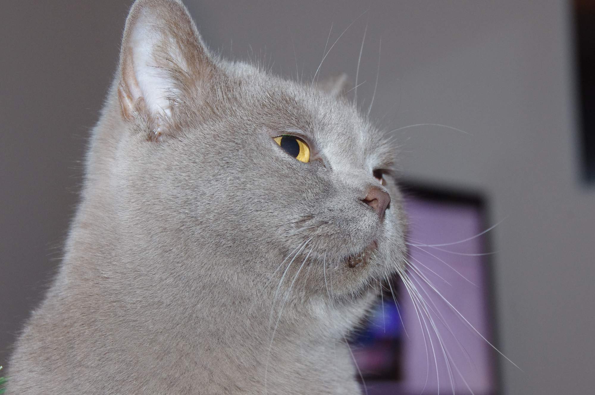 Zaproszenie: Międzynarodowa Wystawa Kotów Ostrava 3.-4. 10. 2015