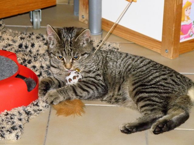 Gdzie w weekend? Wybierz kota!