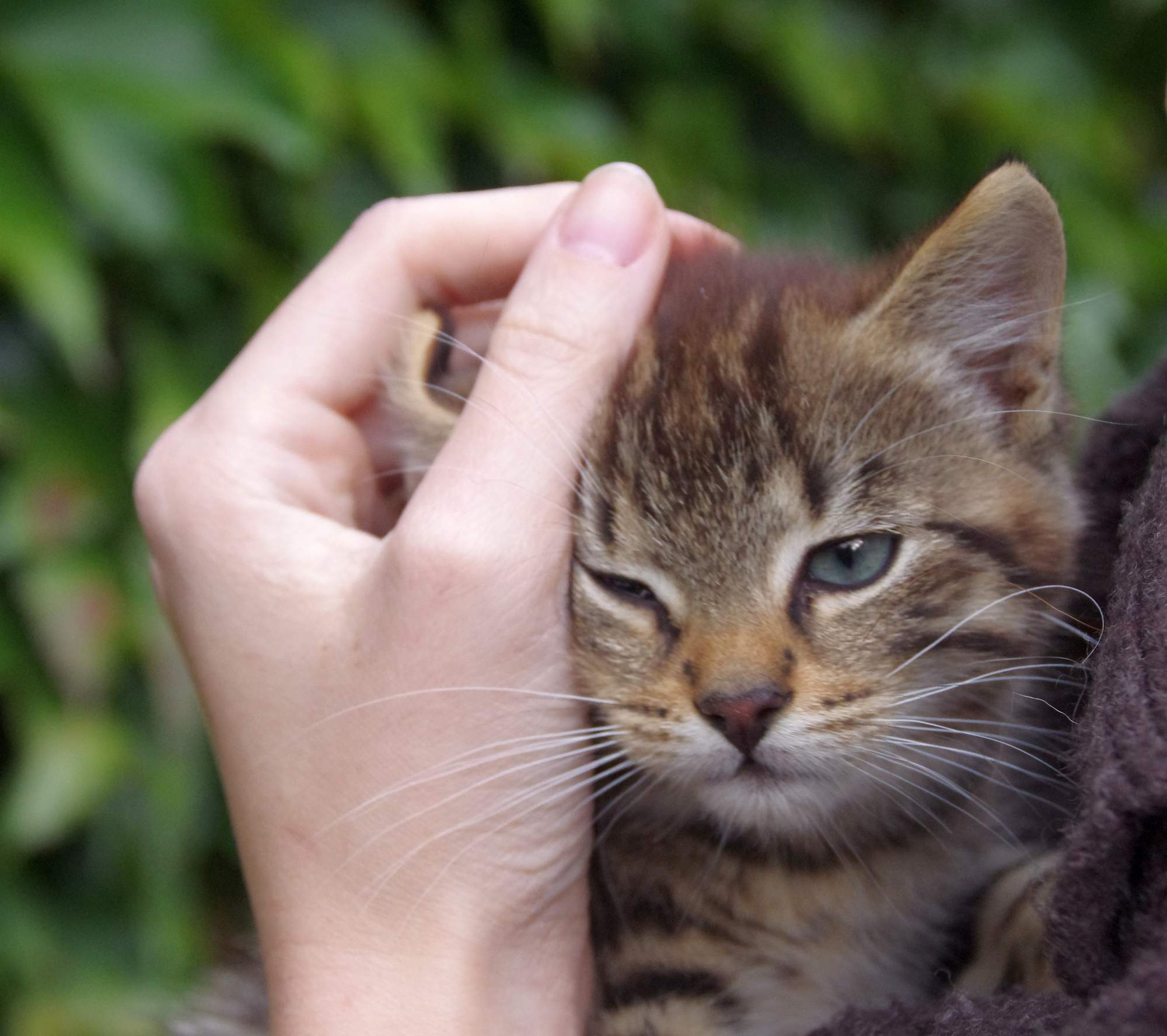 Jak uwolnić kota od stresu?