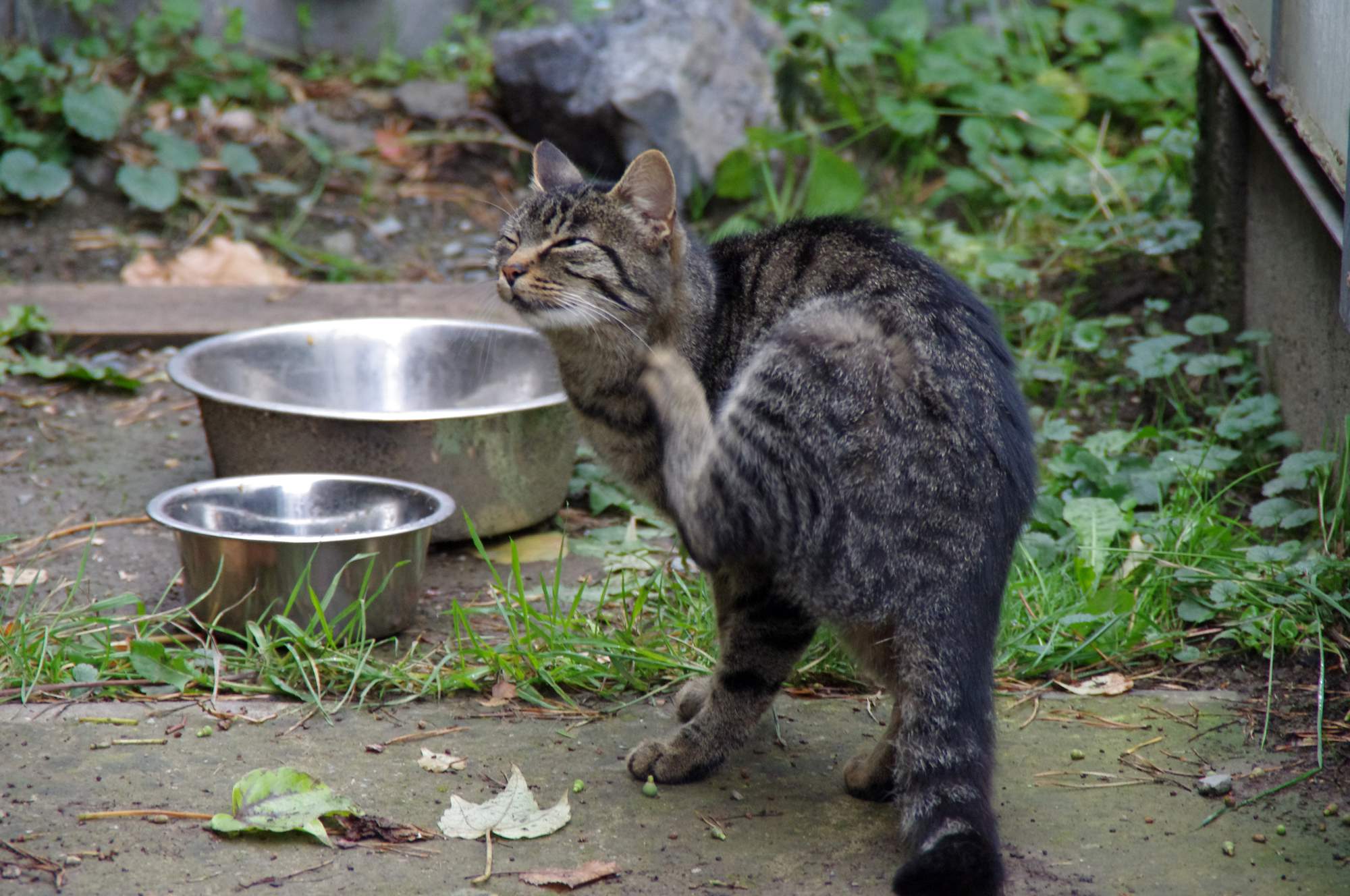 Kilka prostych porad na temat karmienia kotów
