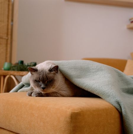 Kleszcze nie są przechowywane na sen zimowy