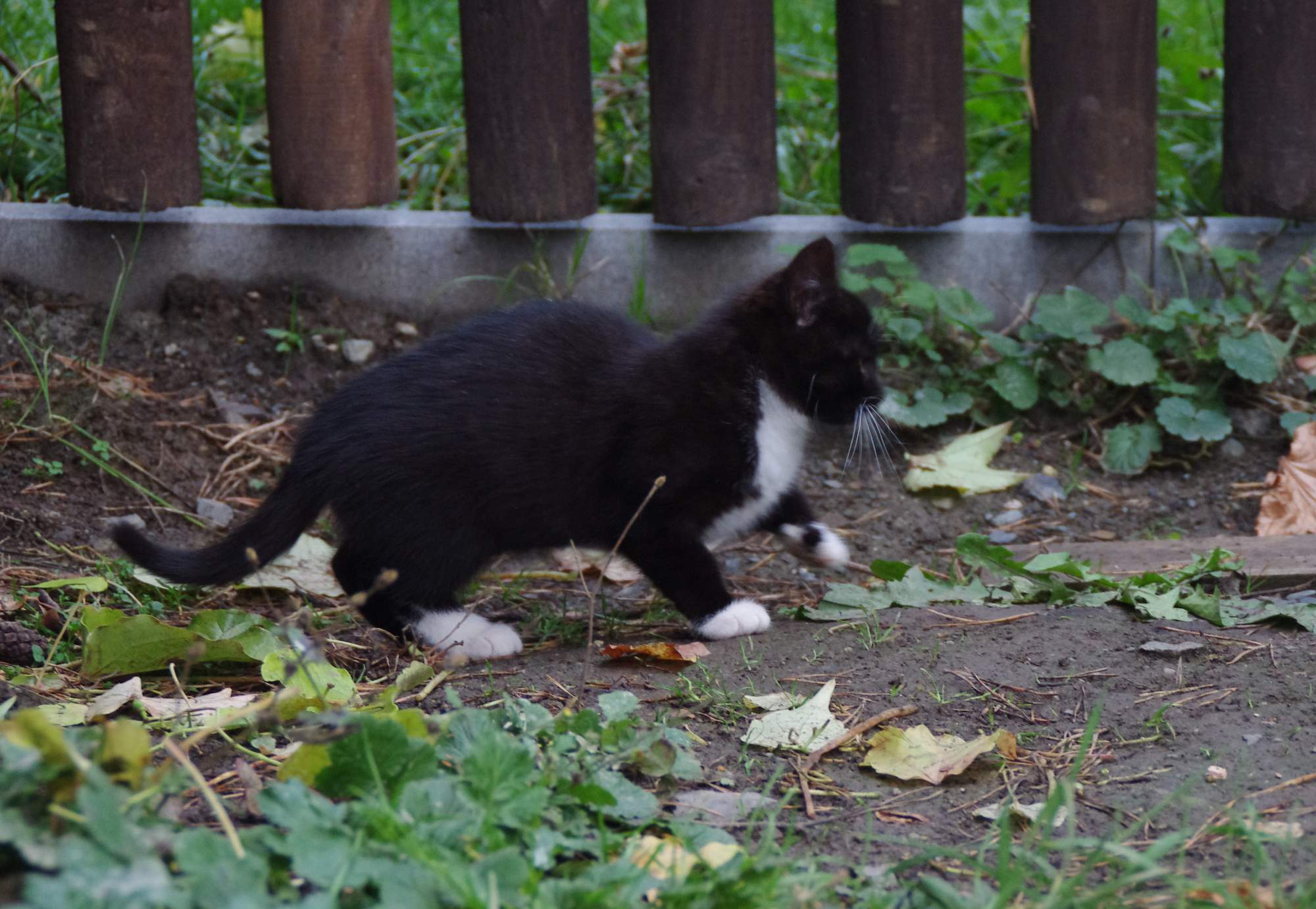 Zespół urologiczny kota