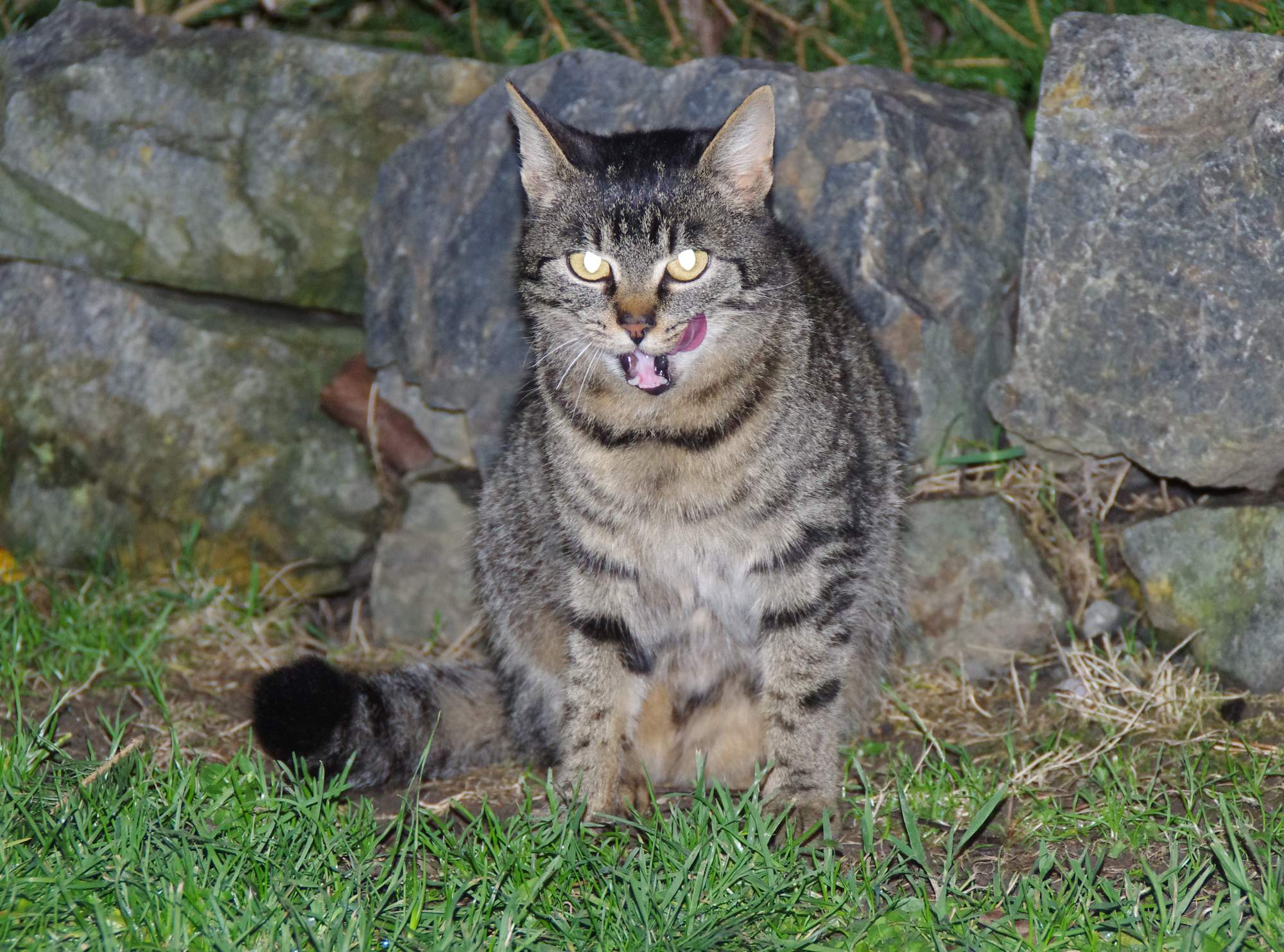 Kot nie jest małym psem, a dotyczy to żywienia