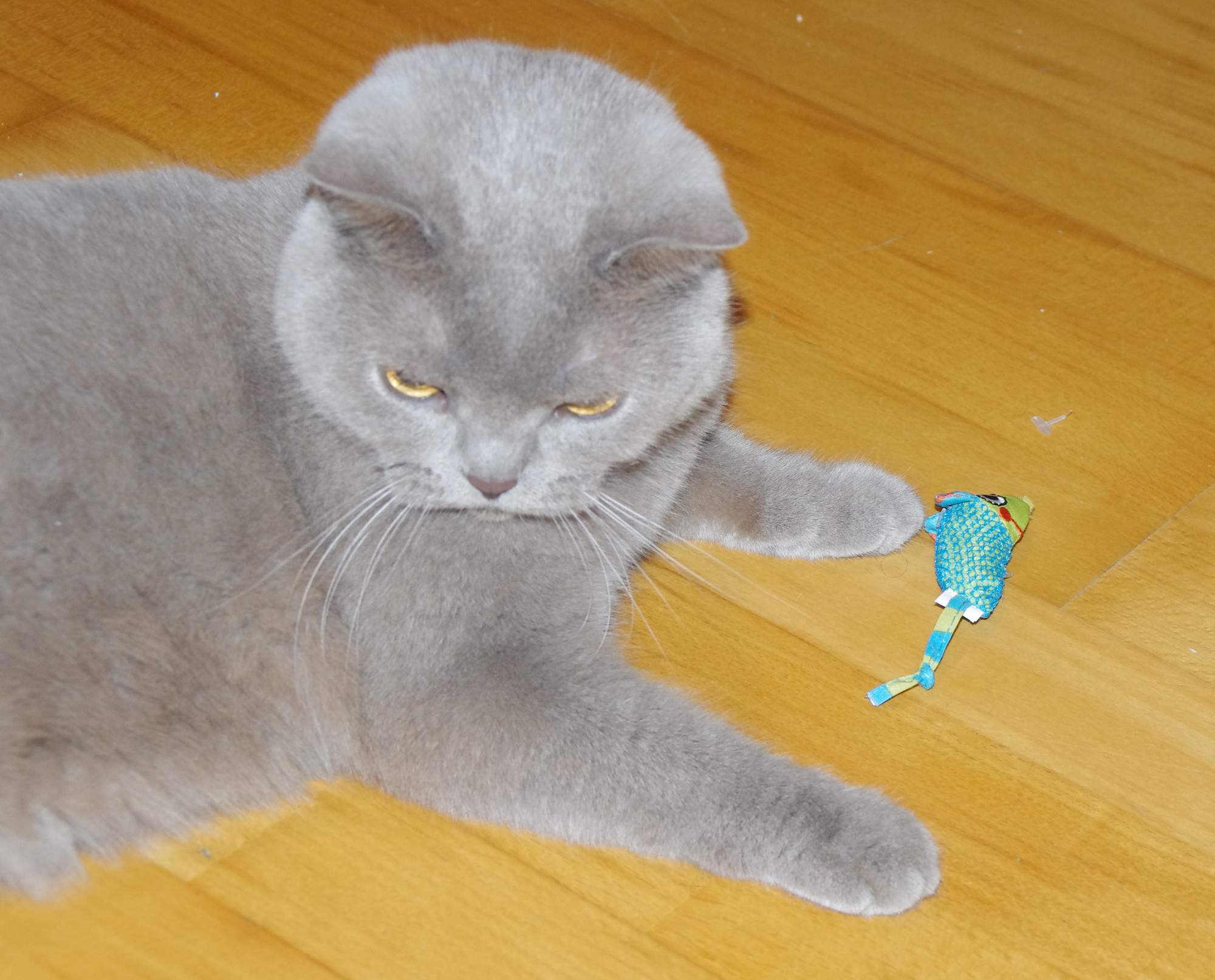 9 sposobów na zabawianie kota