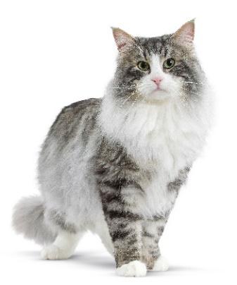 Strzeż się stresu u swoich zwierząt