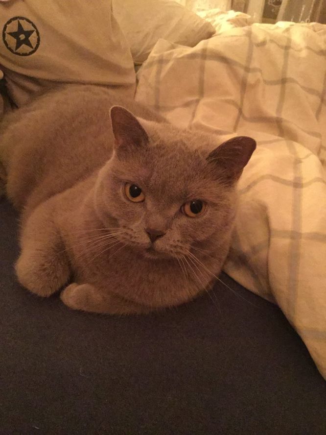 10 powodów, dla których wspaniale jest mieć zwierzaka