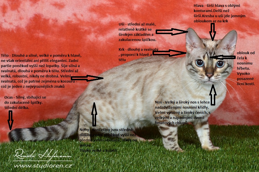 Jak wygląda standardowy kot bengalski?