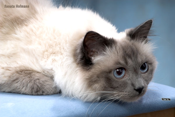 Jak rozpoznać dobrego hodowcę?