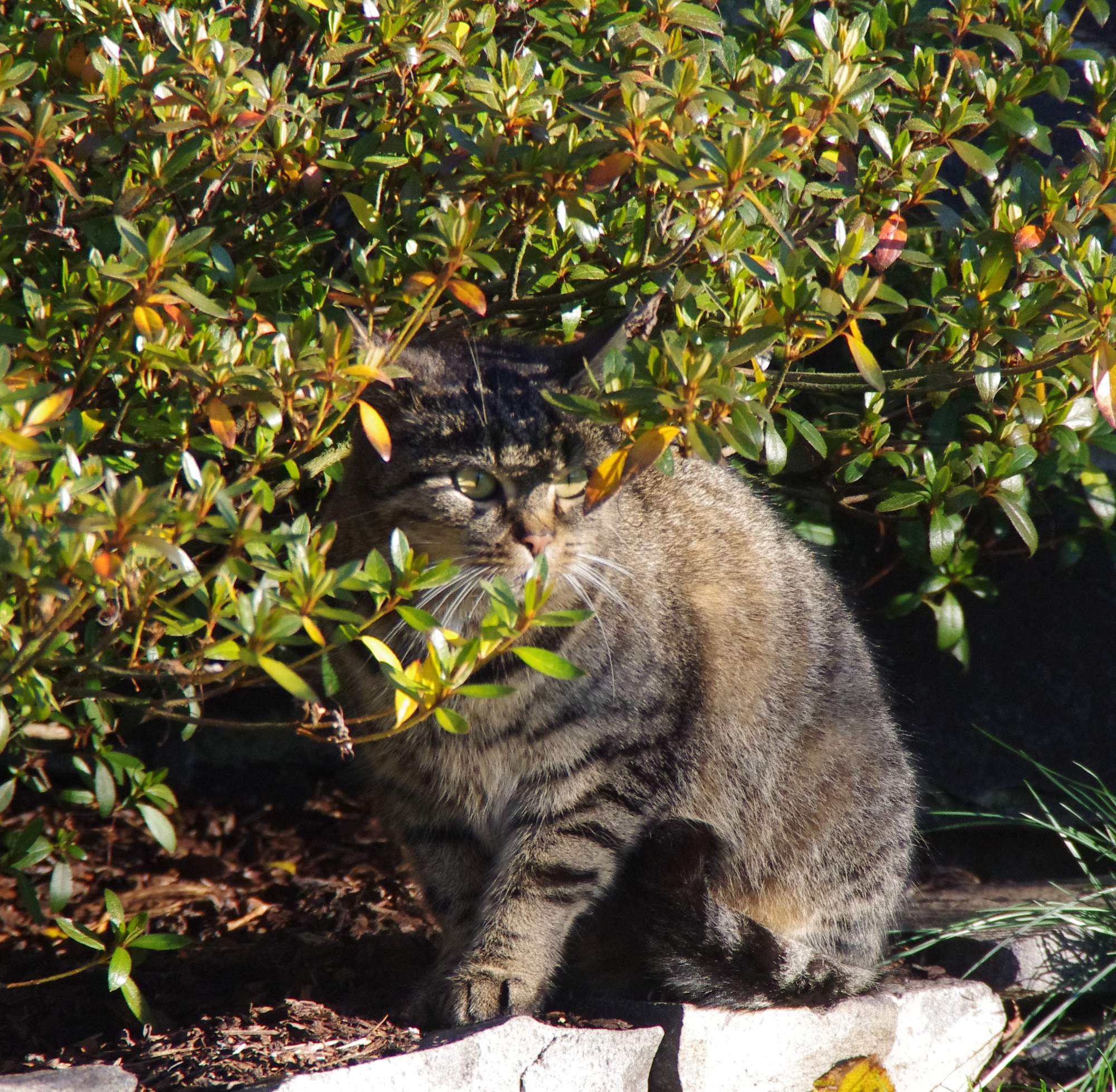 Canine Detective przekroczył limit 2000 uratowanych zwierząt