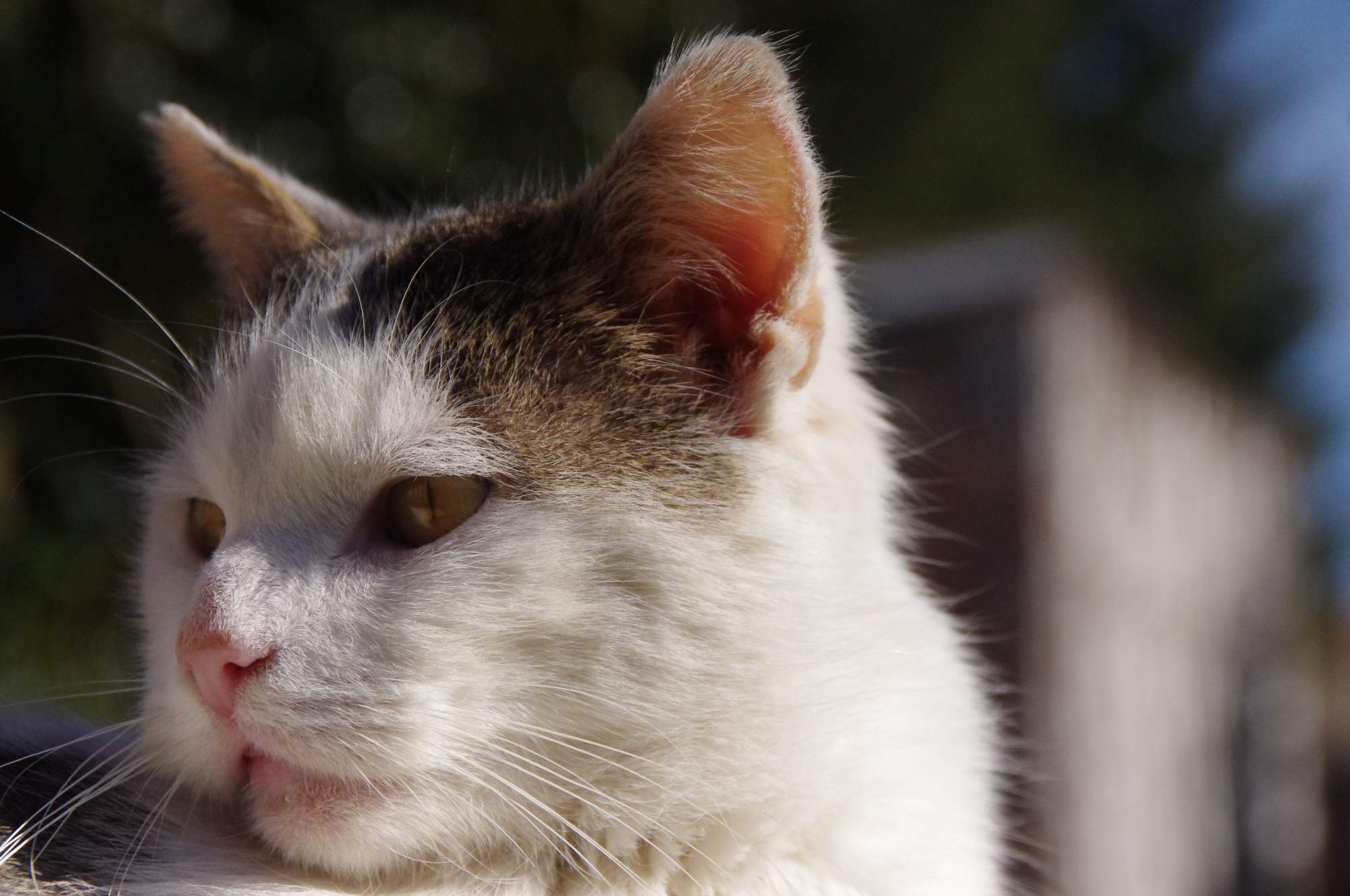 Krwiak małżowiny usznej