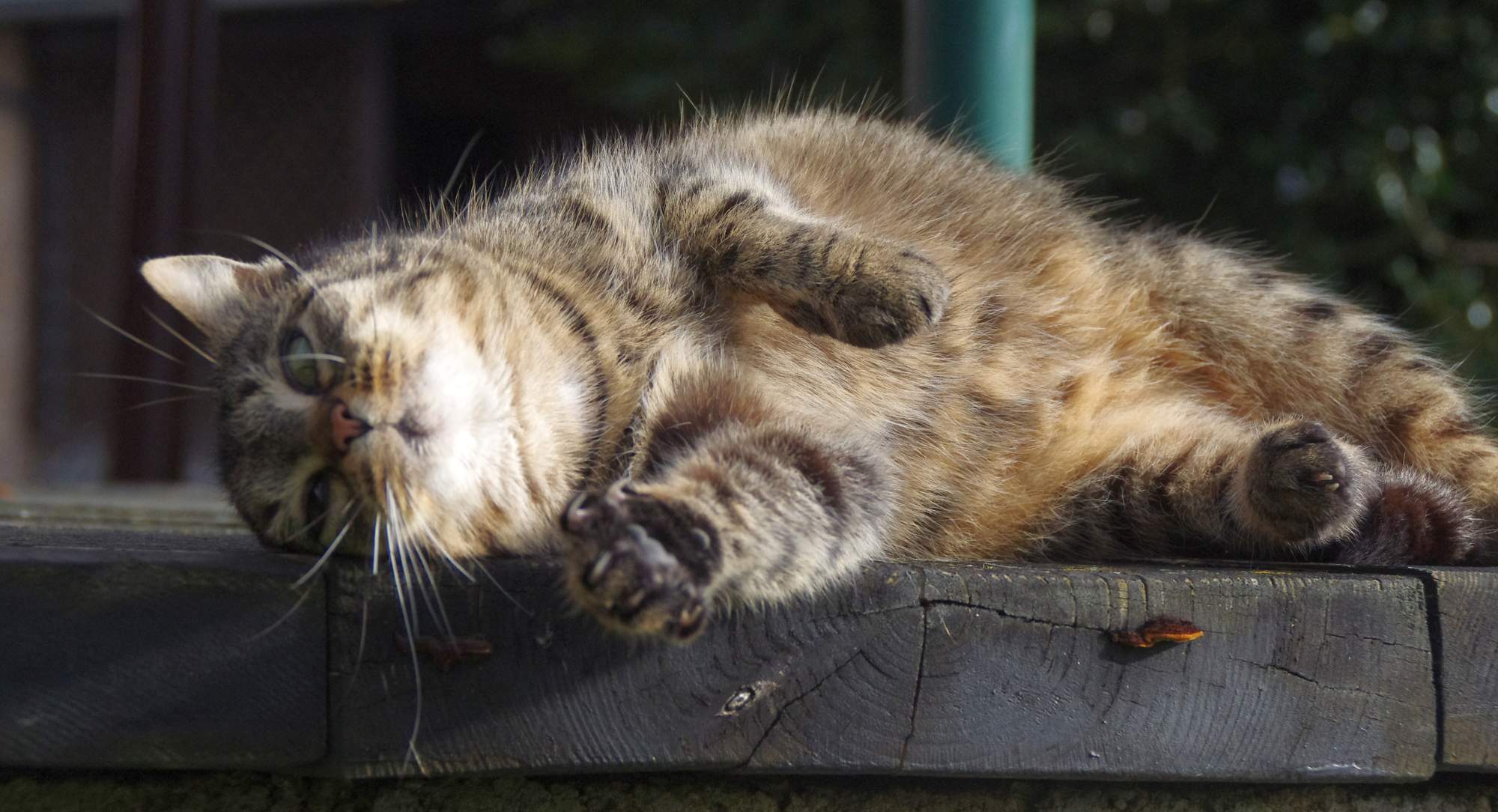 W jaki sposób zwierzęta korzystają na ludziach?