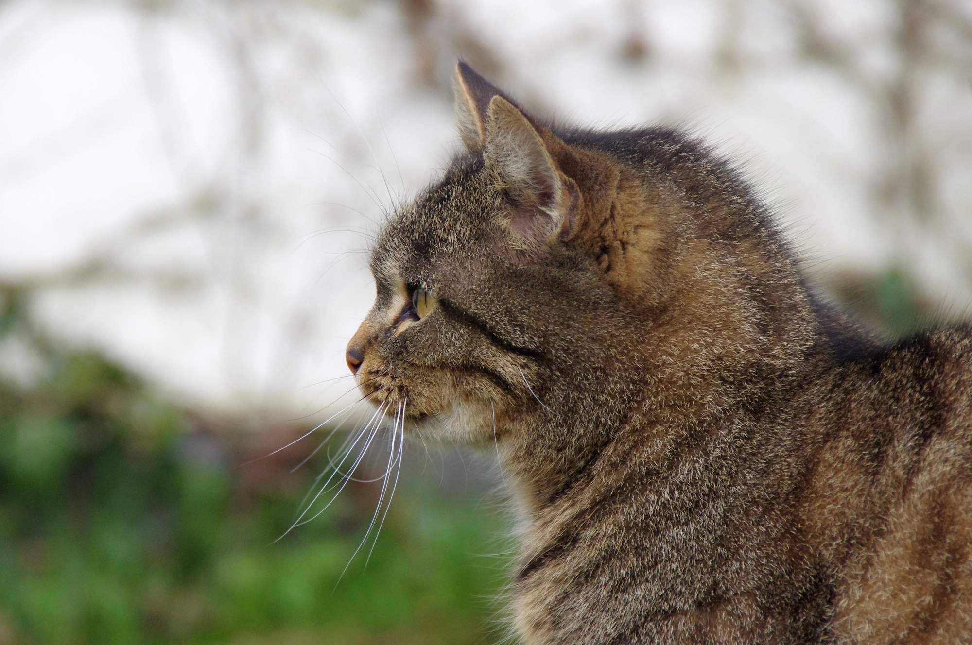 Co to jest dieta eliminacyjna?