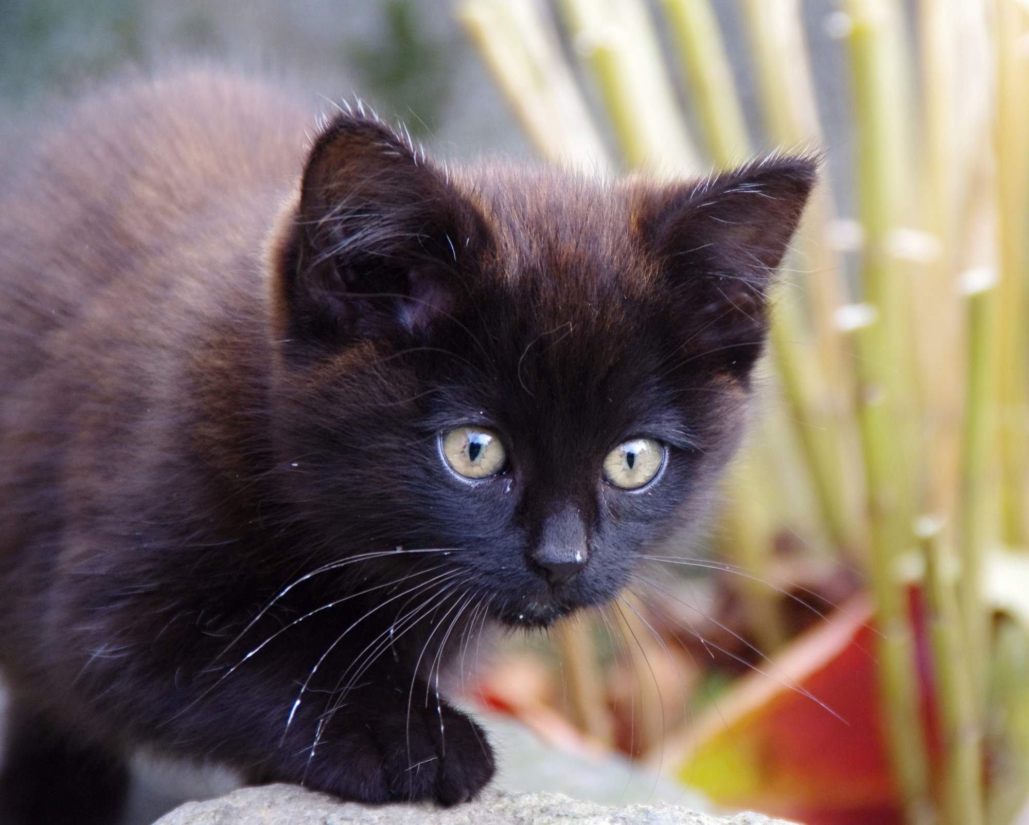 Nigdy nie tnij wąsów!