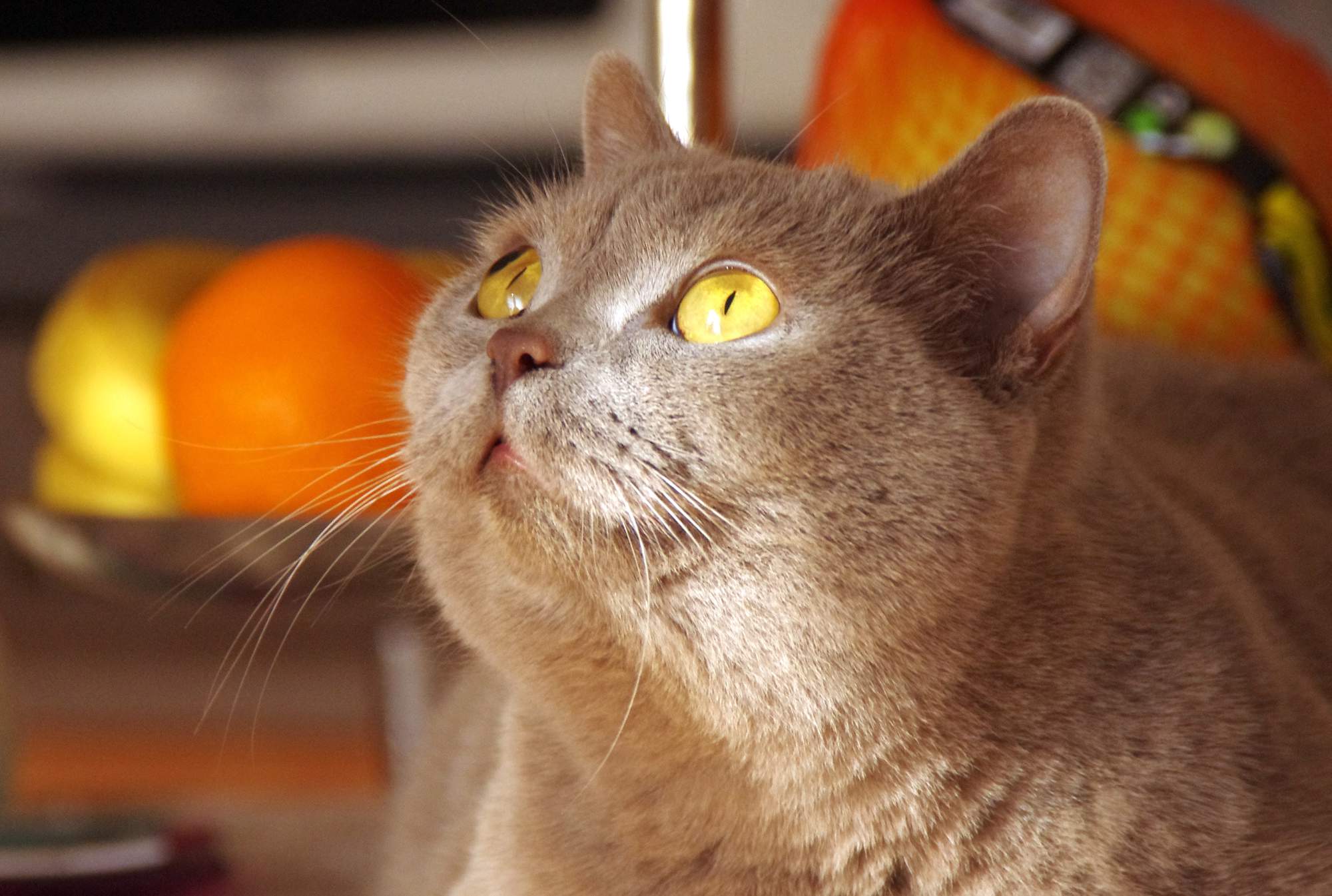 Zaproszenie na targi