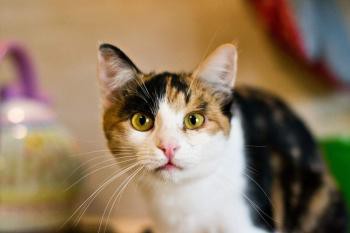 Zaproszenie na wystawę lokalizacji porzuconych kotów 16. 4. 2016 w Brnie