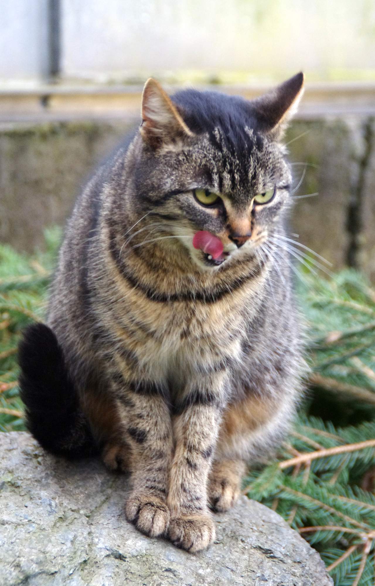 W kwietniu możesz pójść na kawę, wspierając zwierzęta w schroniskach
