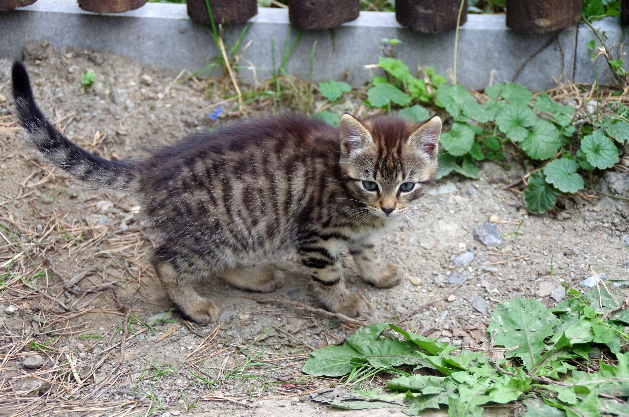 Ludzie nie doceniają kosztów zwierząt domowych, a następnie są winni weterynarzowi