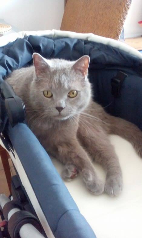 Fałszywe ogłoszenia dla zwierząt domowych