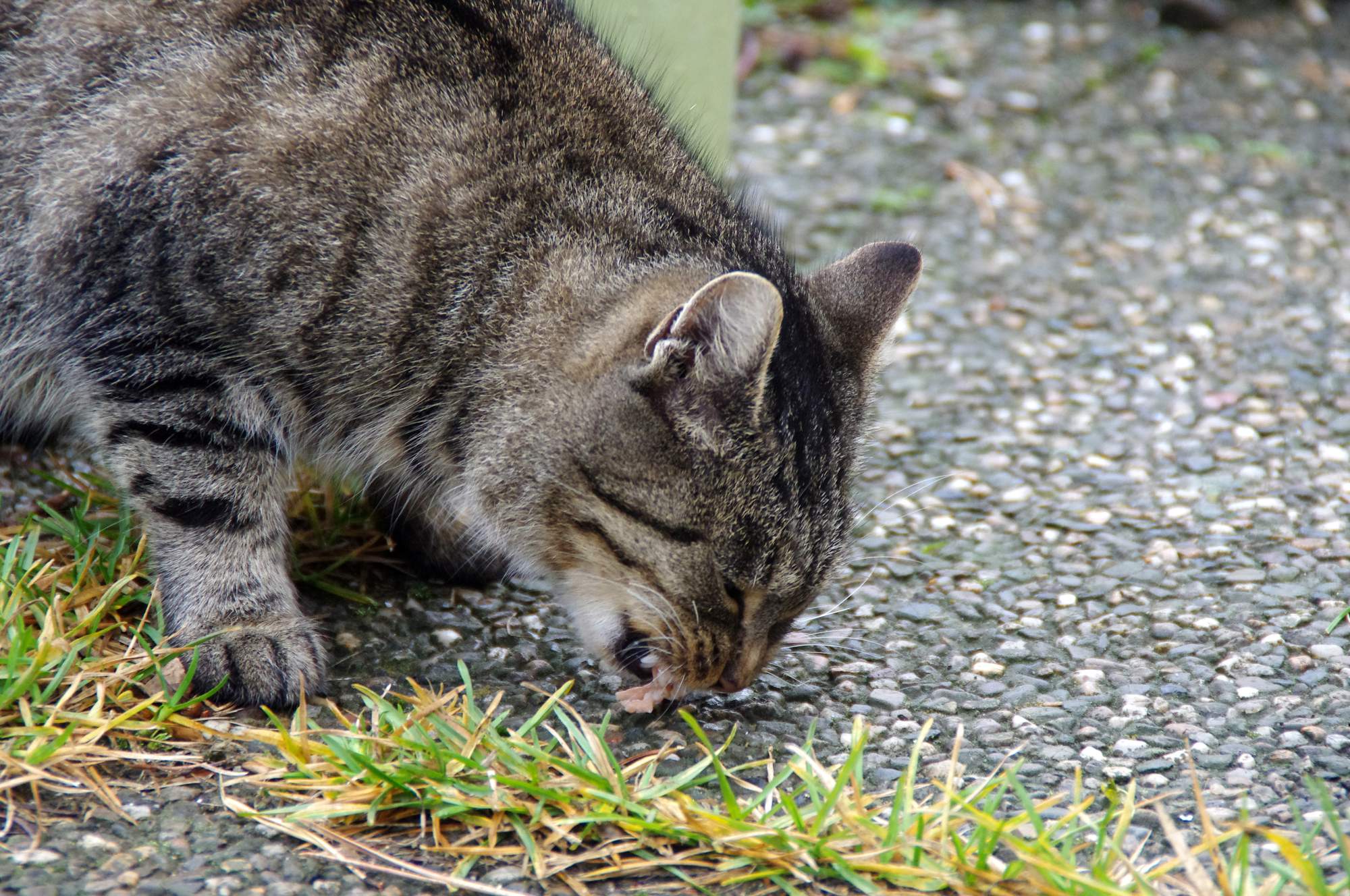 Granulat vs. konserwy