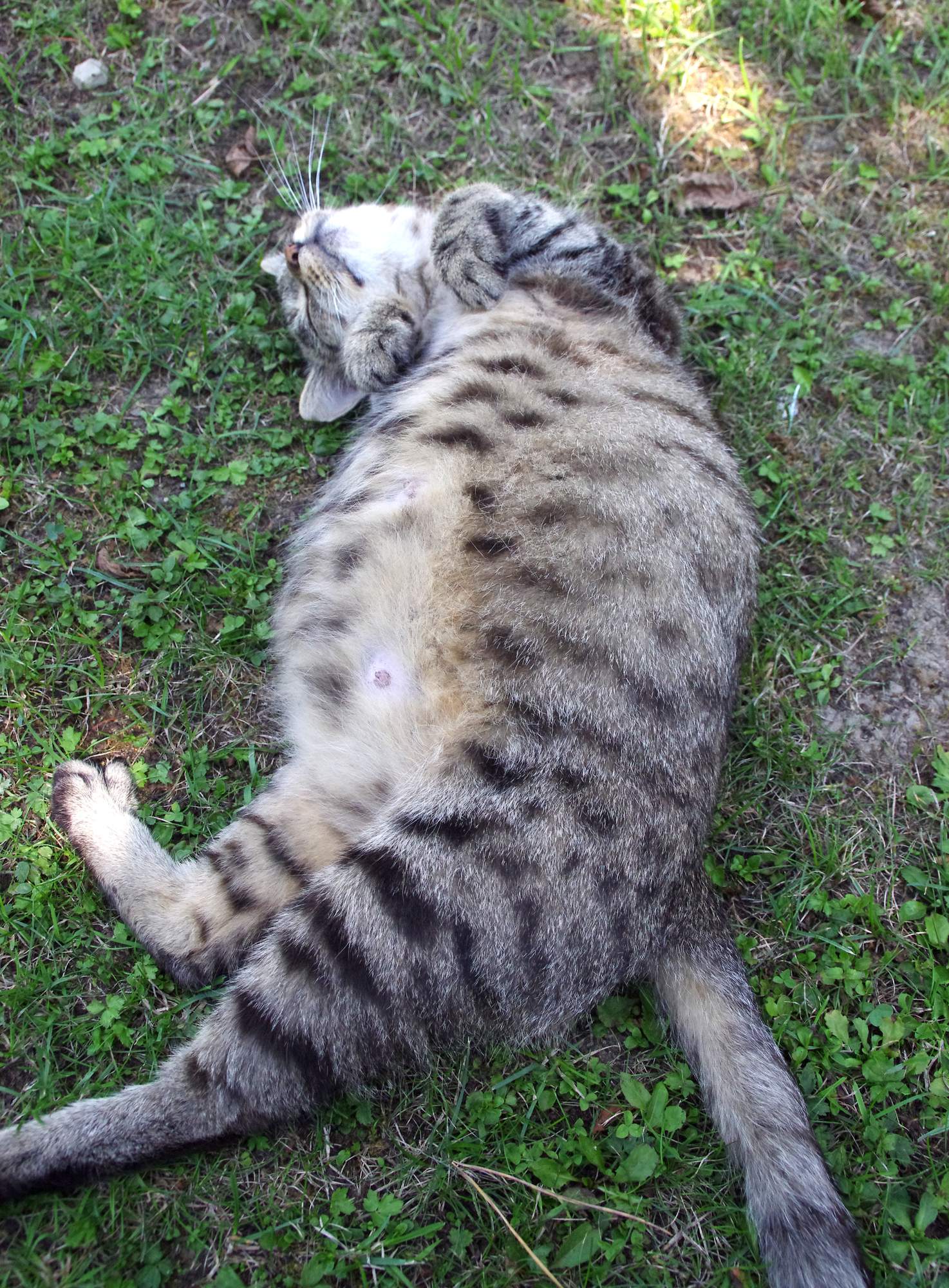 Dlaczego koty ustawiają brzuch?