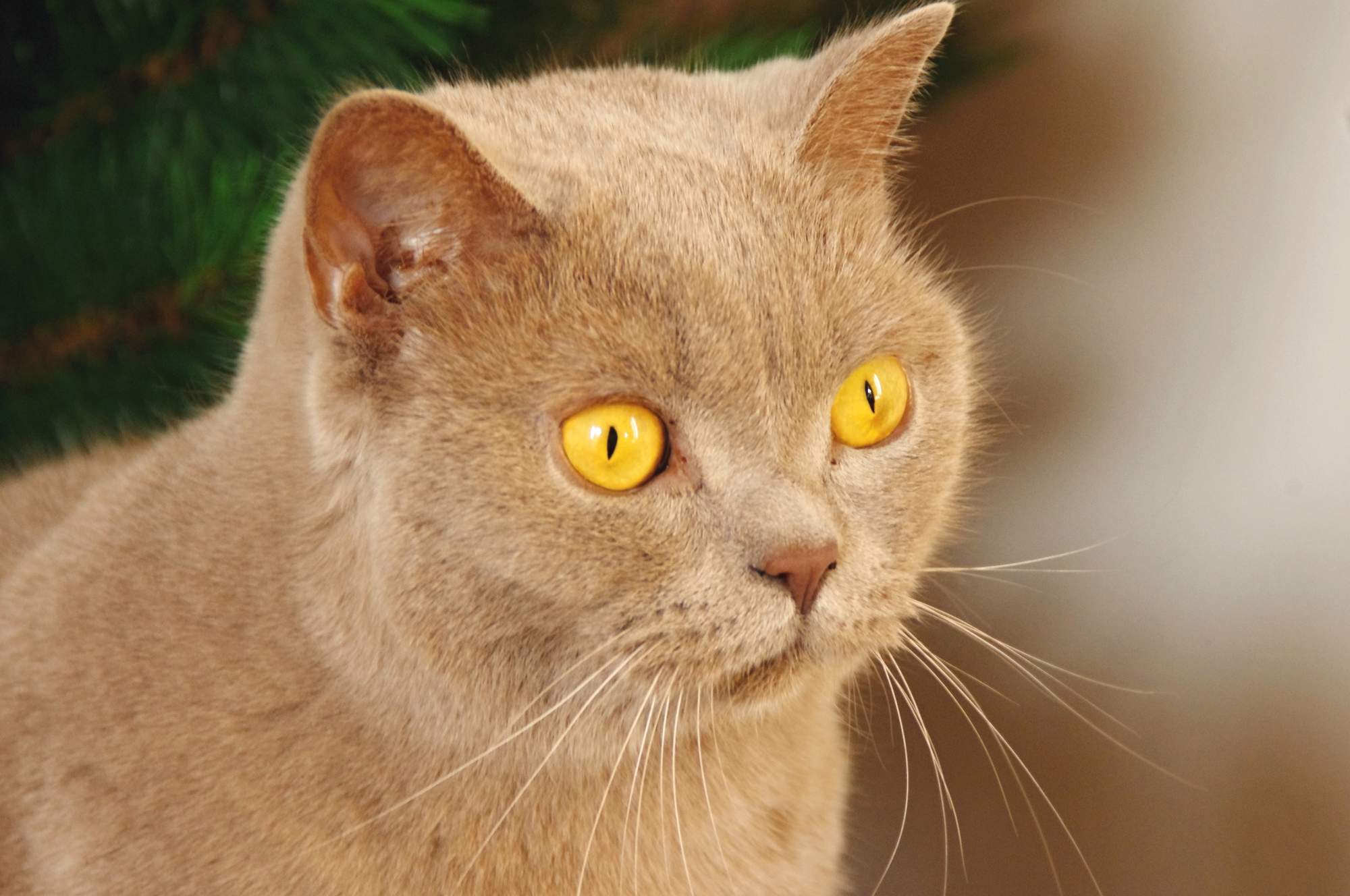 Wygraj karmę dla kotów!