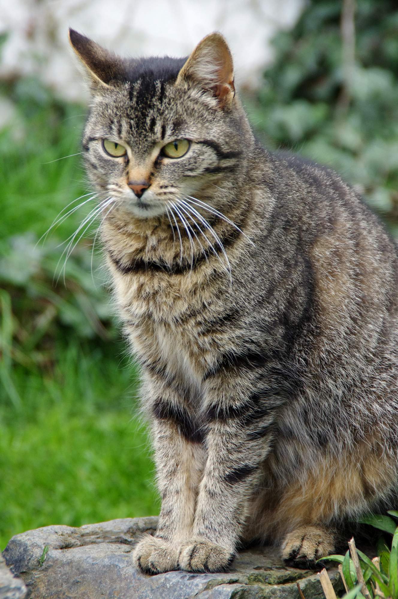 Rozpoczyna się kolejne życzenie kota