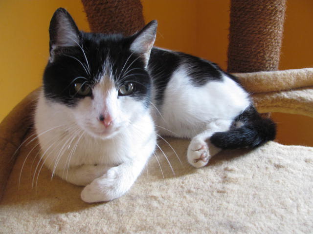 3. MÁJOVKA - wystawa bezdomnych kotów