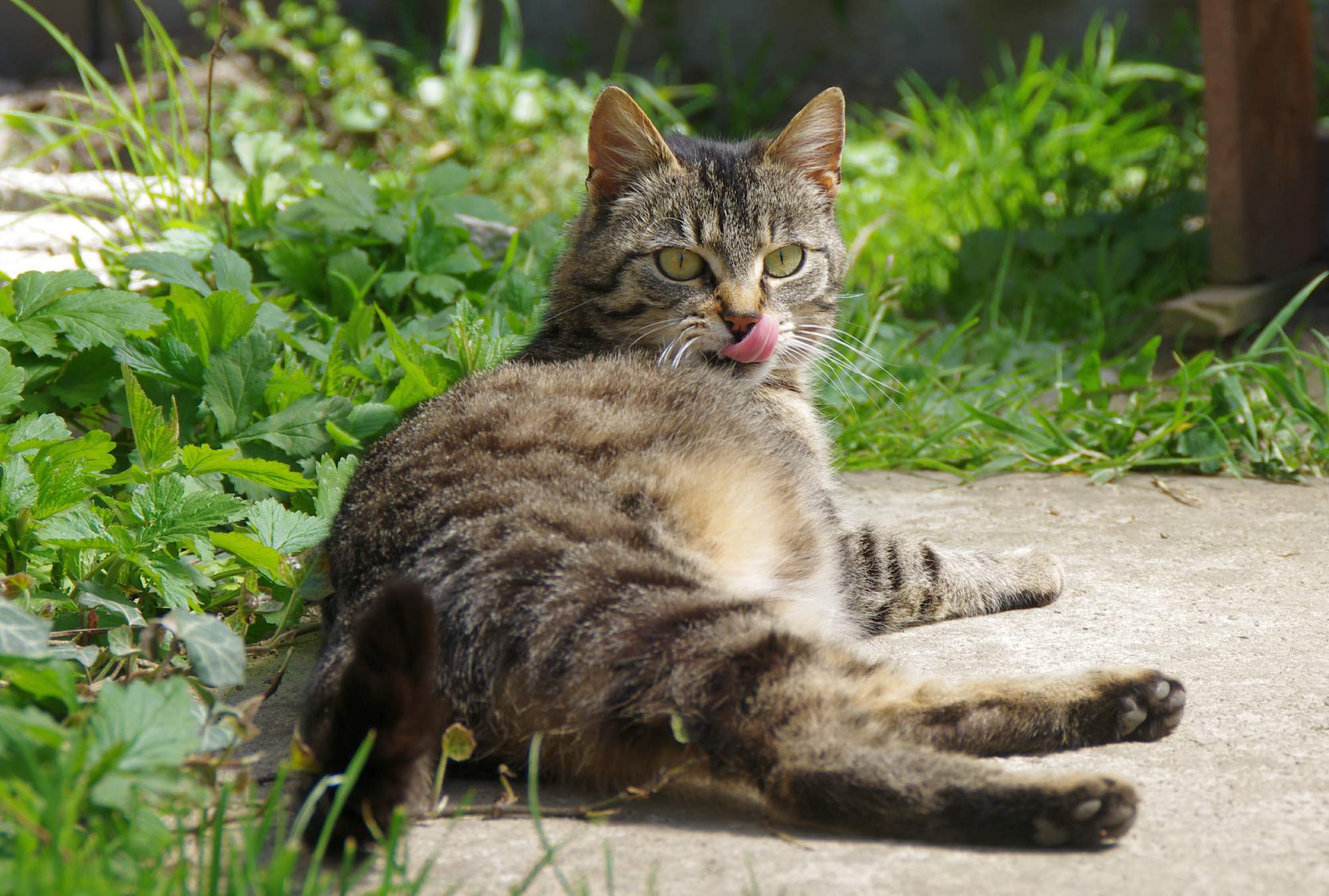 Złamane obroże przeciwko pchłom i kleszczom można domagać się