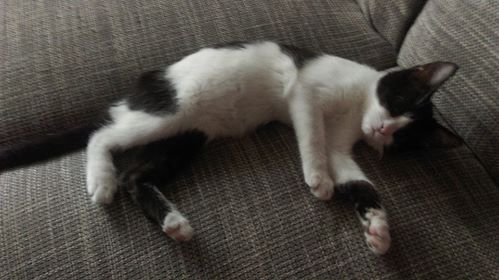 Szukasz najbliższego weterynarza? Dzięki nowej aplikacji jest to kwestia sekund