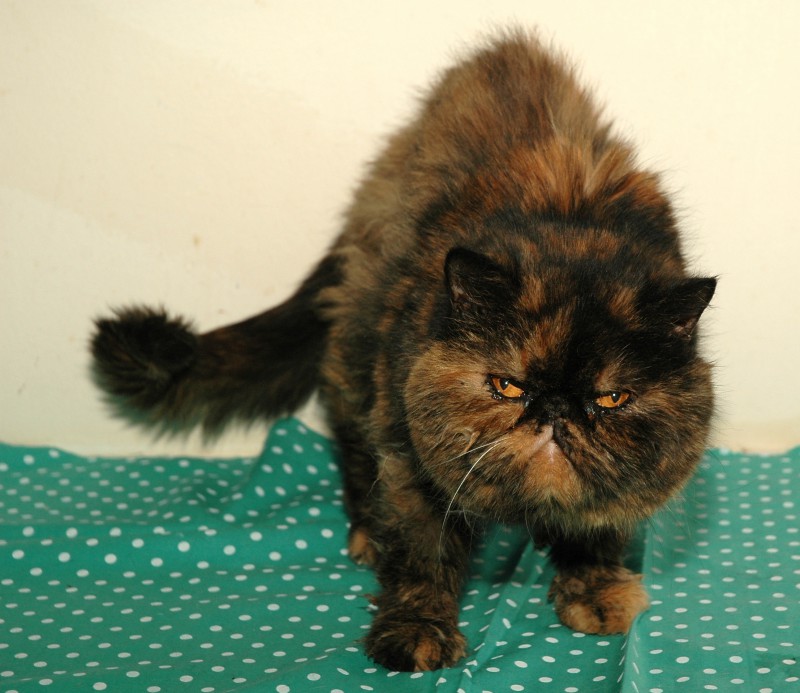 Koty w schroniskach podzielą prawie 1 200 000 koron według życzeń Cat