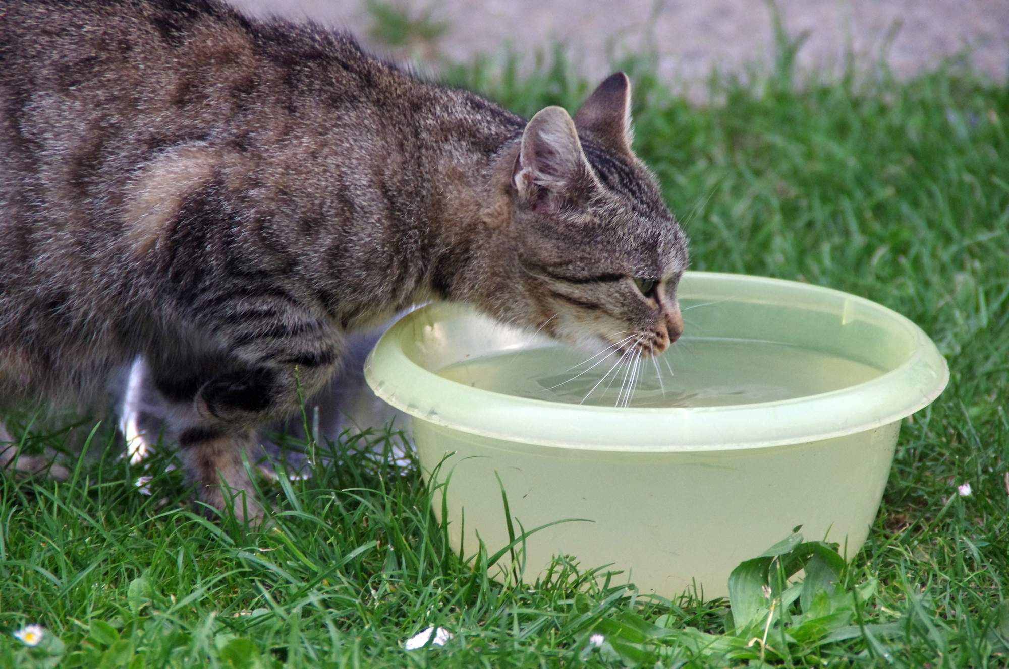 Zostaw miskę dostępną przez cały dzień?