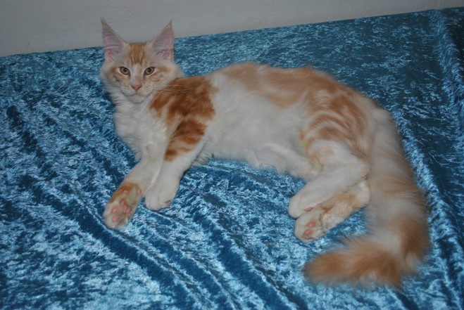 Zaproszenie: Międzynarodowa wystawa kotów 25.-26. Czerwiec 2016 r