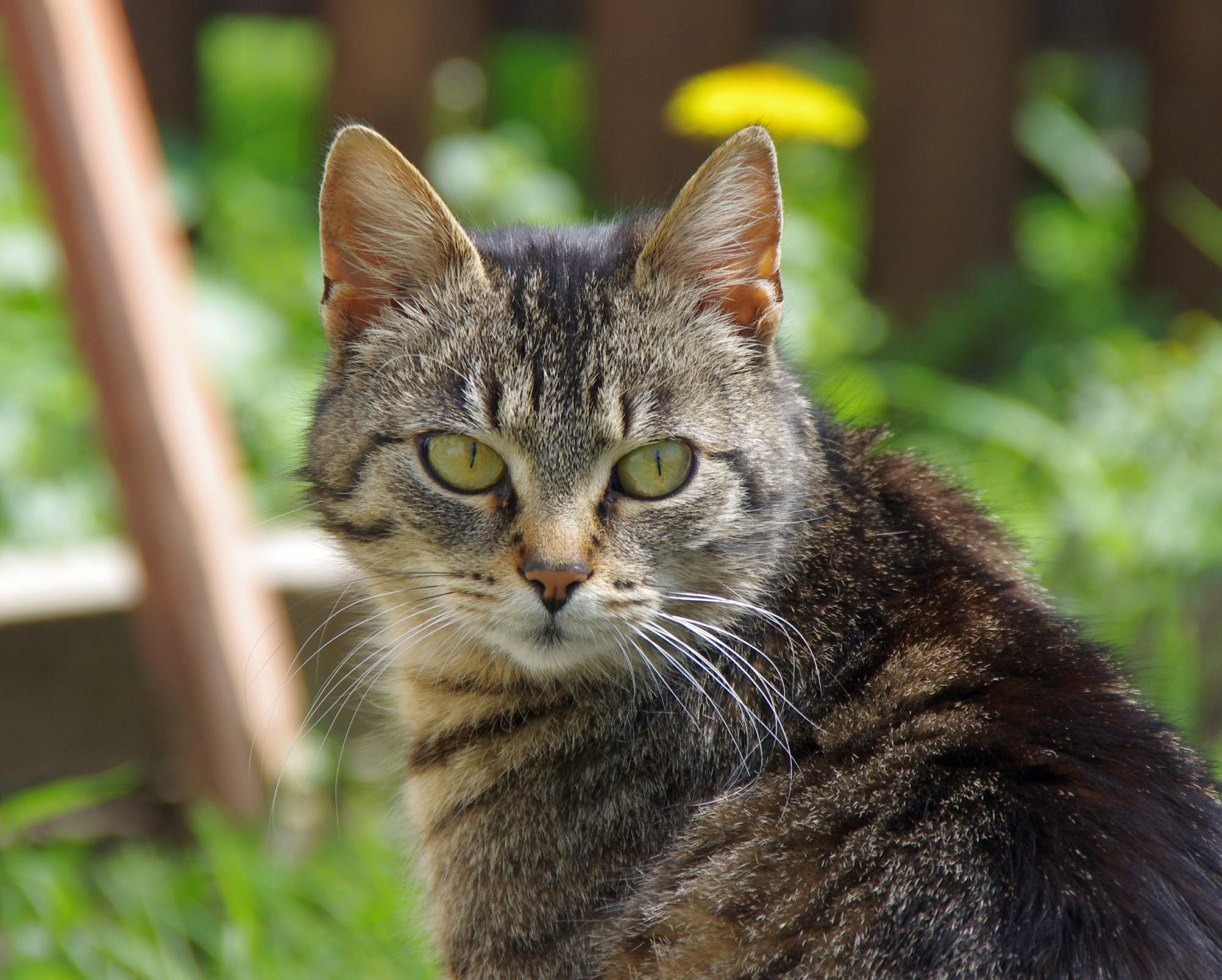 Przegrzanie - udar cieplny, udar cieplny