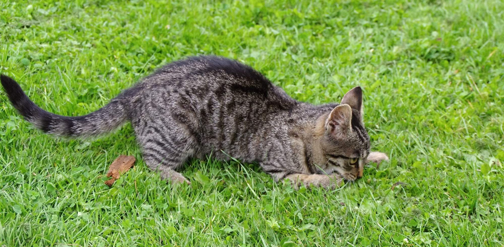 Zobacz, kim jestem łowcą ...