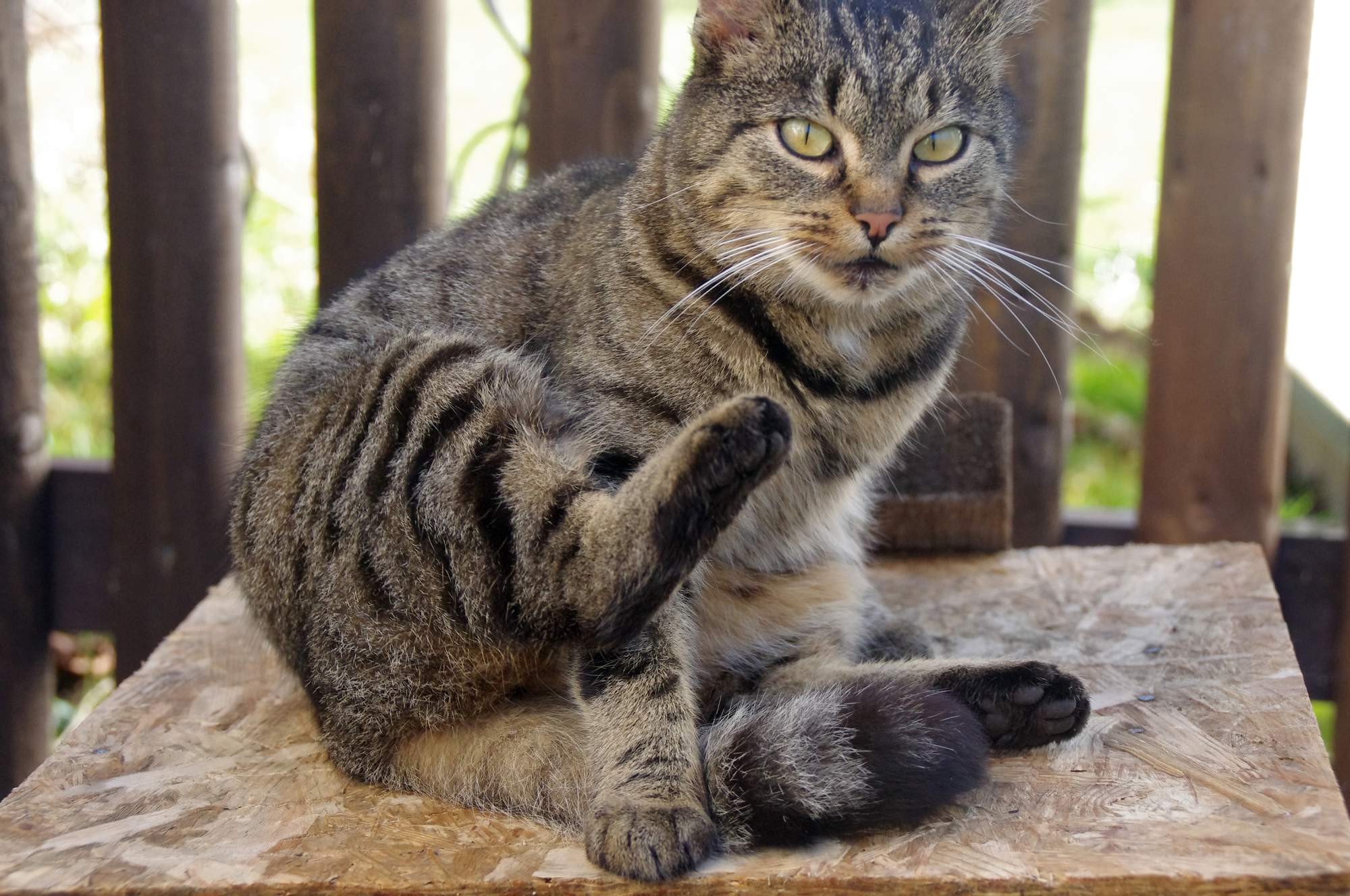 Czy kastrowane koty są starsze?