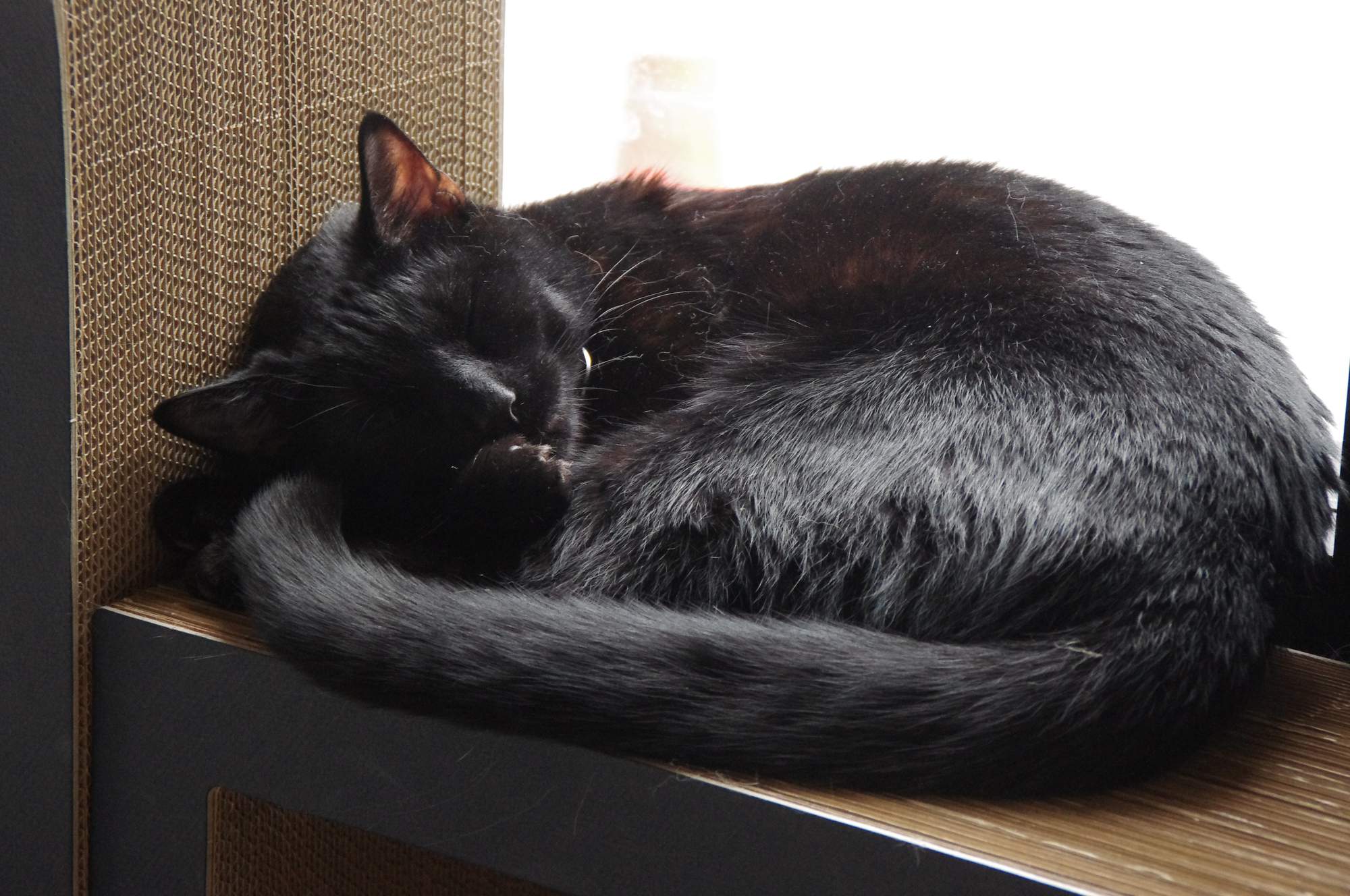 7 wskazówek na temat wakacyjnych podróży ze swoim zwierzakiem