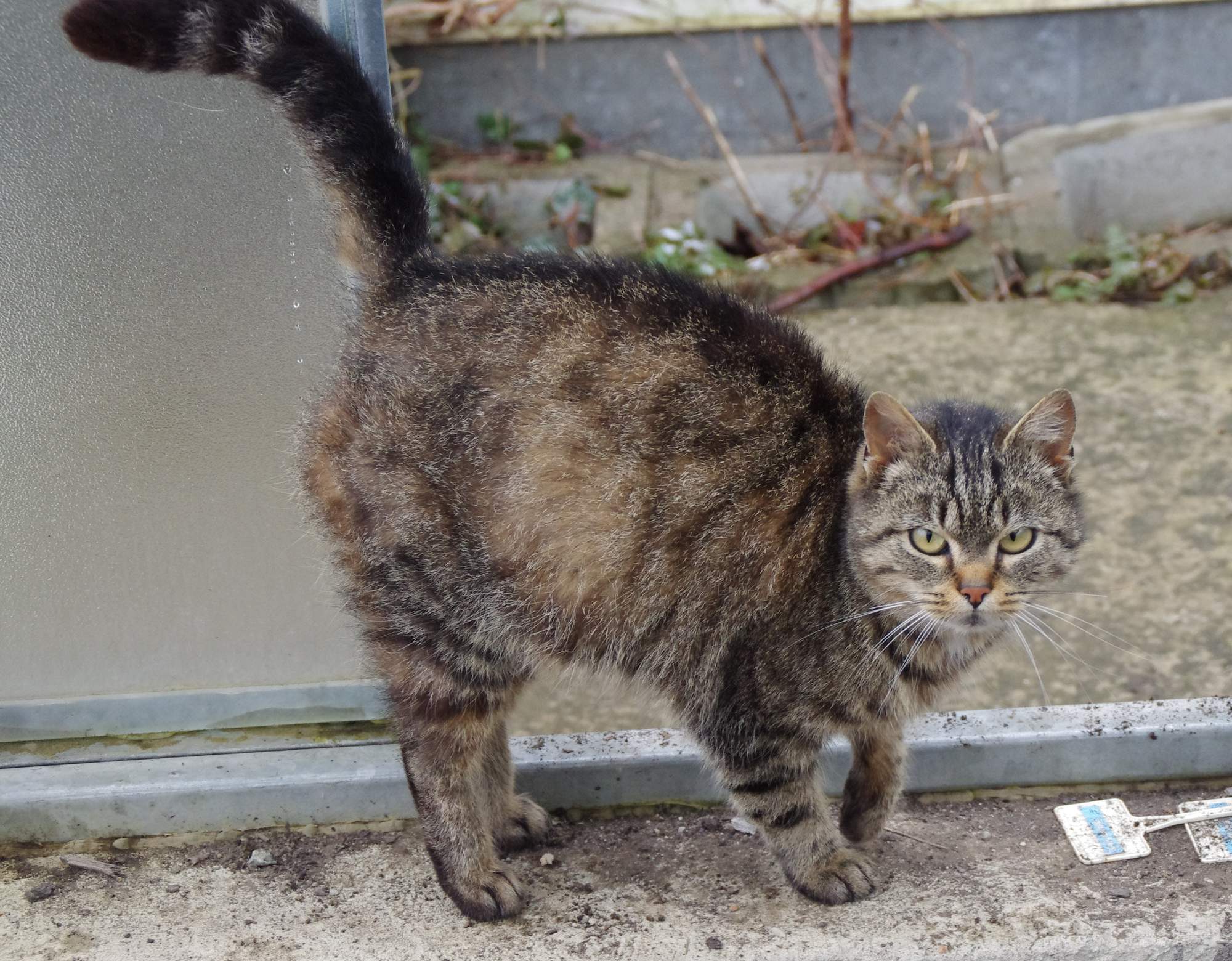 Oznaki, że kot jest chory