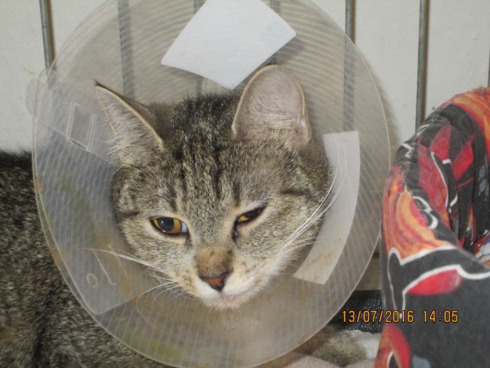 Wniosek o pomoc finansową - 34 nieszczęśliwe koty z Průhonic